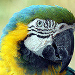 Papağan Besleyenler grubunun logosu