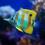 Balık Besleyenler grubunun logosu