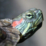 Kaplumbağa Besleyenler grubunun logosu