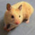 Hamster Besleyenler grubunun logosu