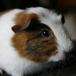 Ginepig Besleyenler grubunun logosu